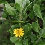 Chrysanthemoides monilifera Blüte