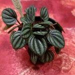 Peperomia albovittata ᱥᱟᱠᱟᱢ