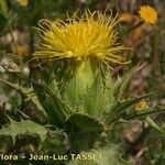 Carthamus arborescens Blomst