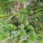 Pedicularis rostratospicata 葉