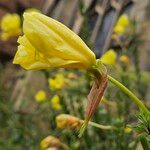 Oenothera glazioviana Цветок