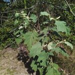 Solanum crinitum Habitus