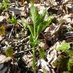 Mercurialis perennis Hábito