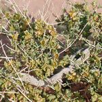 Nucularia perrinii Hoja