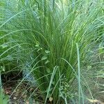 Carex elata Costuma