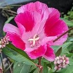 Clarkia amoena花