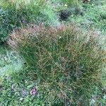 Juncus trifidus Yeri
