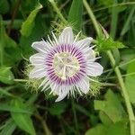 Passiflora morifolia Feuille