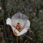 Calochortus venustus ᱵᱟᱦᱟ