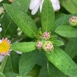 Aster ageratoides Blatt