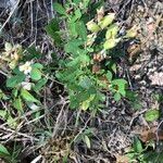 Crotalaria goreensis Habit