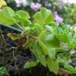 Pelargonium peltatum Fiore