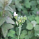 Sida linifolia Frucht