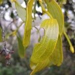 Viscum album Feuille