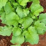 Raphanus sativus 葉
