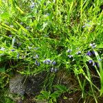 Polygala vulgaris Plante entière