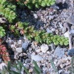 Crassula tillaea Leaf