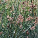 Schoenoplectus lacustrisBlomst