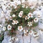 Potentilla clusiana Blomst