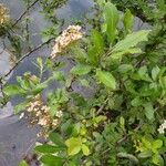 Pyracantha coccinea Flower