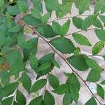 Ulmus pumila पत्ता