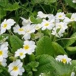 Primula vulgaris 花