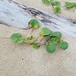 Calystegia soldanella Агульны выгляд