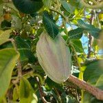 Araujia sericifera Frukt
