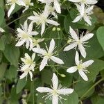 Clematis terniflora Flor