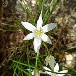 Ornithogalum divergensVirág