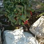 Ardisia crenata Blad