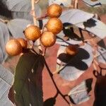 Grewia bicolor Fruit