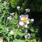 Anemone hupehensis Blüte