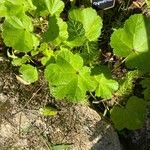 Malva parviflora Blatt