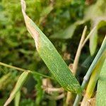 Hordeum vulgare Folha