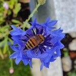 Centaurea cyanus Flor