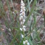 Sesamoides purpurascens 花