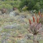 Aloe marlothii Kvet