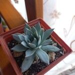 Echeveria canteΣυνήθη χαρακτηριστικά