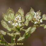 Iberis procumbens Arall