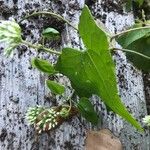 Mikania scandens Leaf