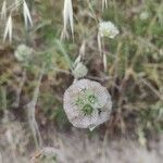 Lomelosia stellata Fula
