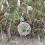 Lomelosia stellata Flower