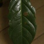 Ormosia coutinhoi Лист