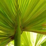 Sabal palmetto 葉