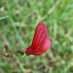 Lathyrus setifolius 花