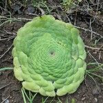 Aeonium tabulaeforme 叶