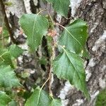 Betula pendulaFolha