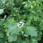 Heliotropium indicum Blüte