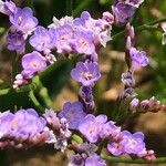 Limonium vulgare 花